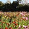 Prairie fleurie