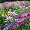 Prairie fleurie