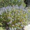 Arbustes a fleurs