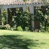 Plantes grimpantes sur facade