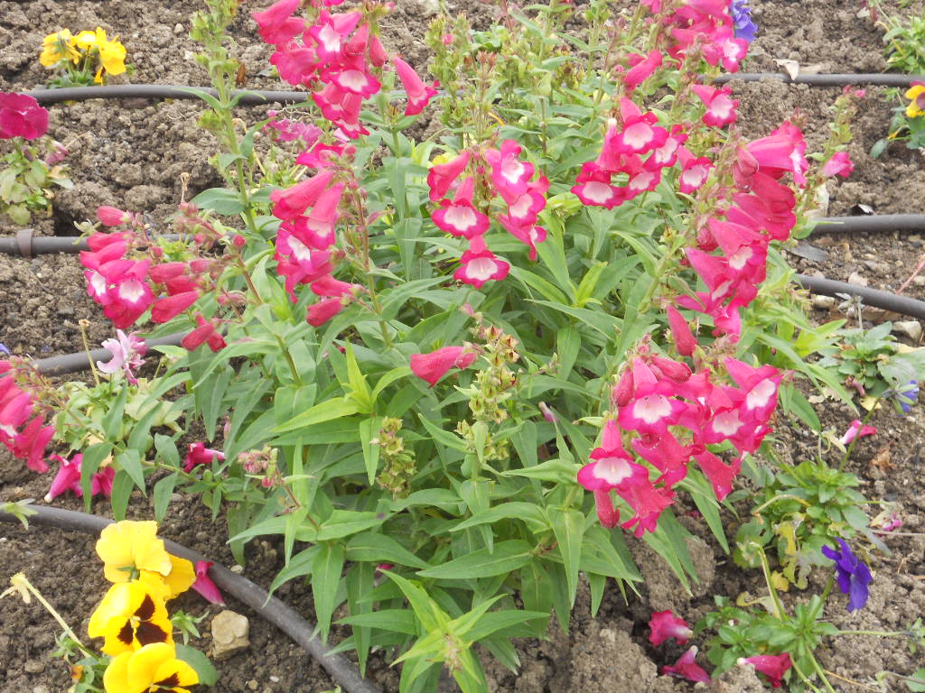 Penstemon.résiste a +de -10° fleuraison jusqu'au froid