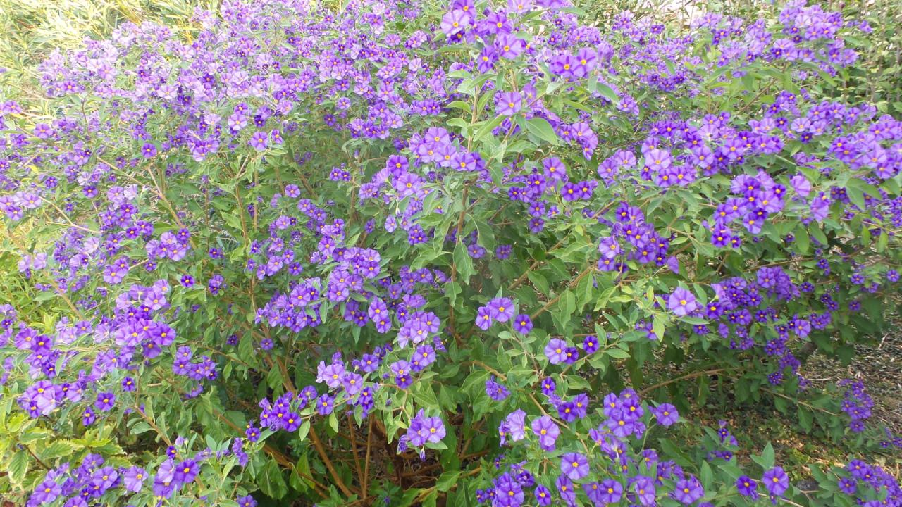Solanum rantonnetii