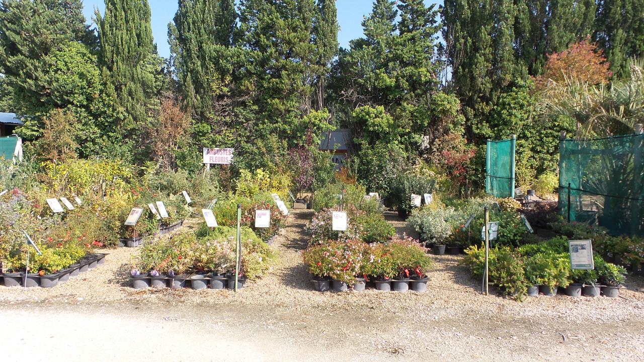 Arbustes à fleurs