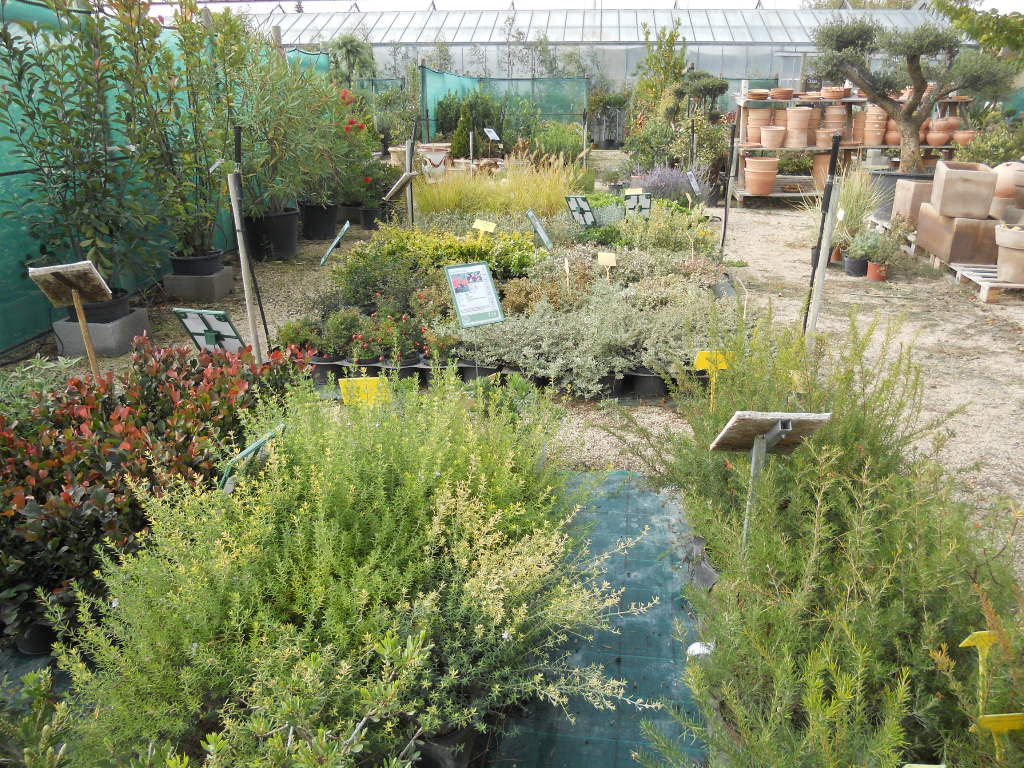 Arbustes aromatiques graminées