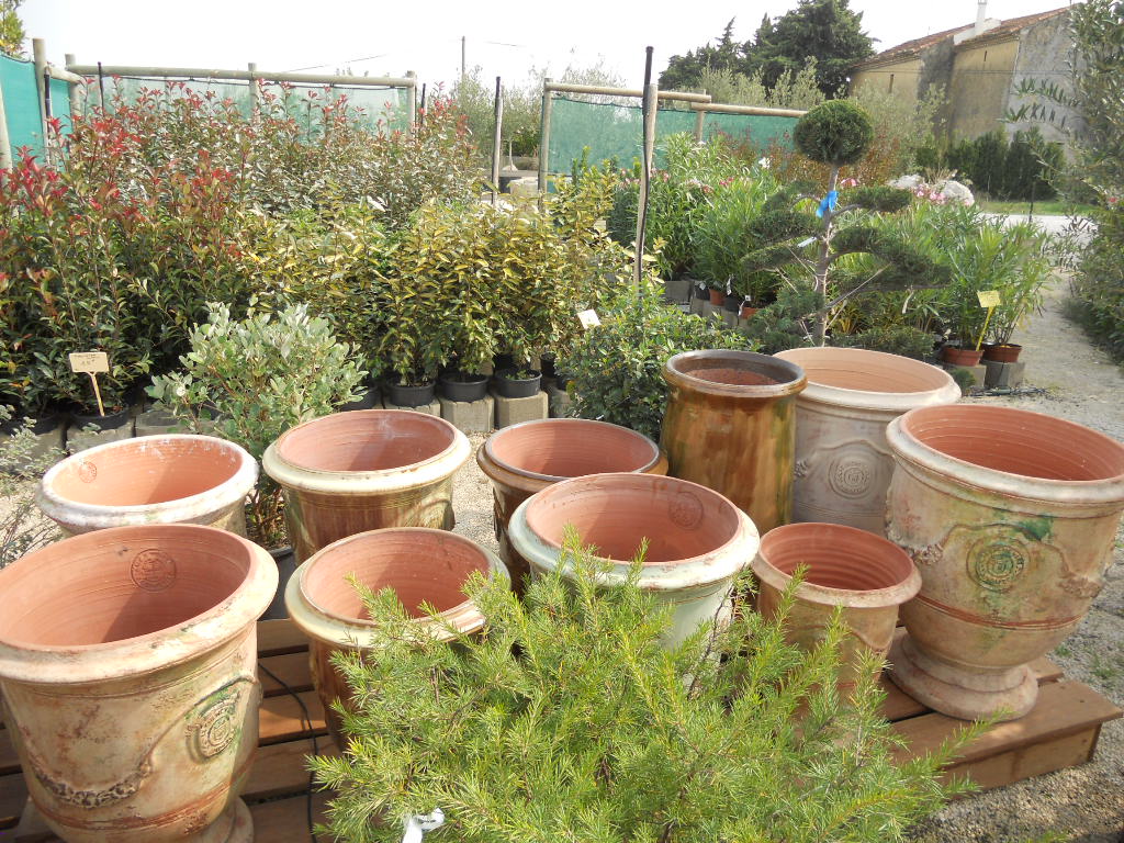 Arbustes de haies + poterie d'anduze