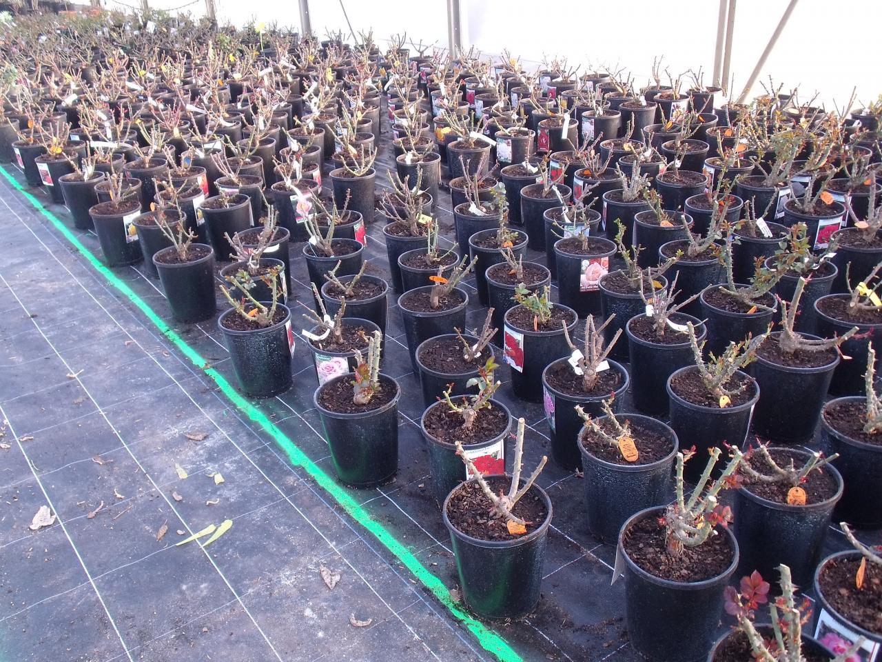 Jeunes plants de rosiers 