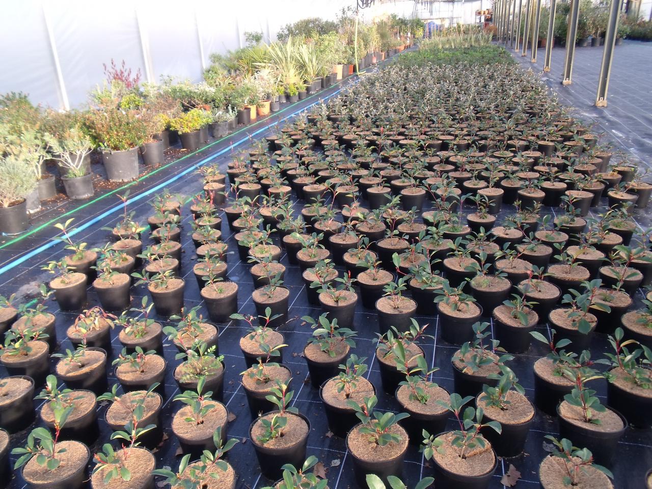 Jeunes plants d'arbustes (photinia et eleagnus)