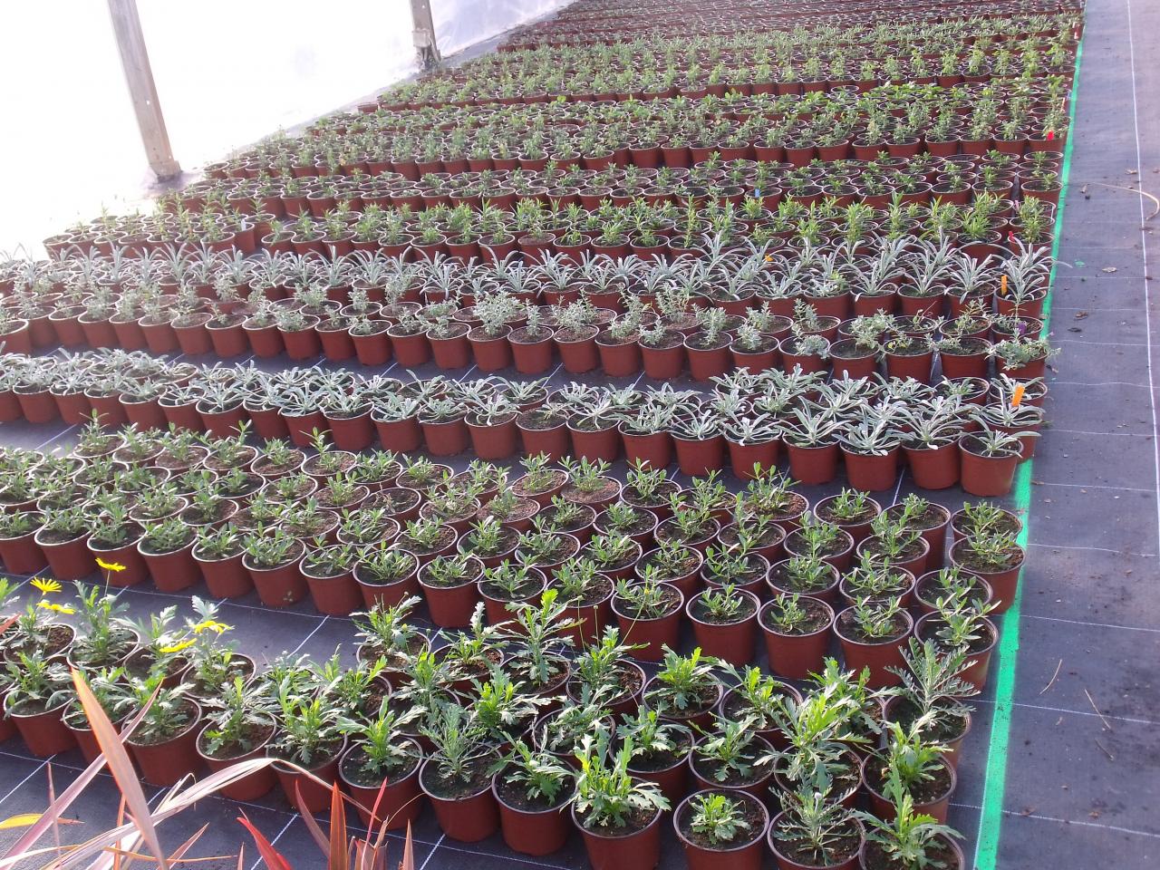 Jeunes plants de vivaces méditérranéennes