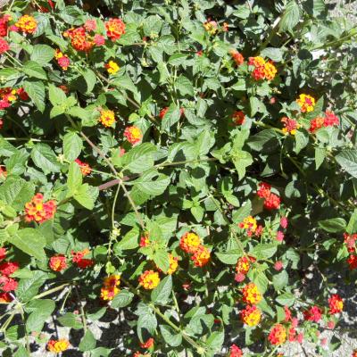 Lantana