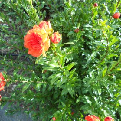 Grenadier nain à fleur