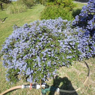 Quelques plantes et arbustes pour vous aider à composer un beau jardin