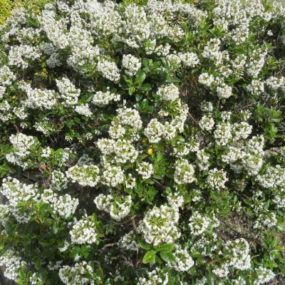 Escallonia