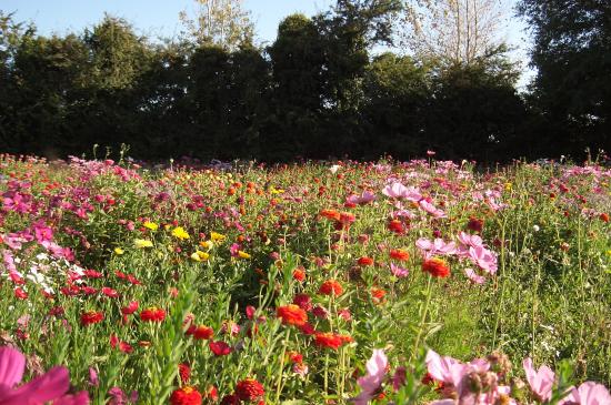Prairie fleurie
