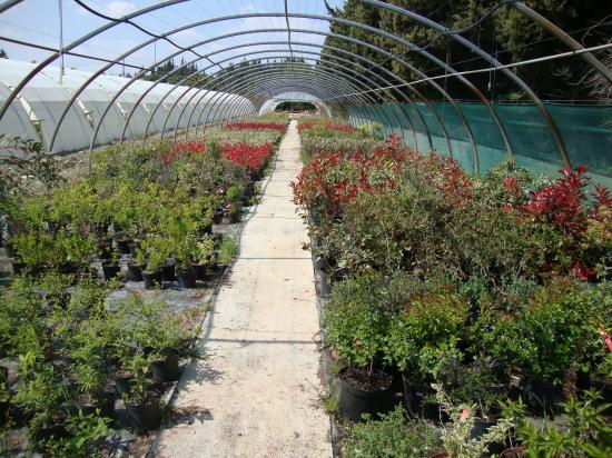 Production d'arbustes de haie et a fleurs