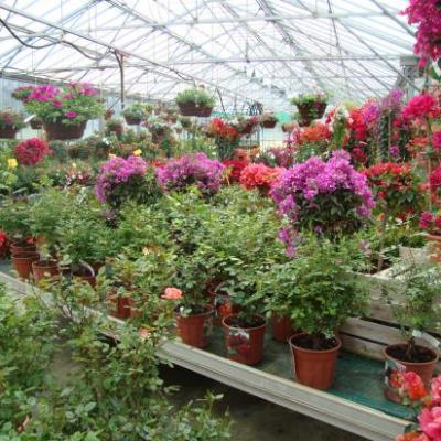 Plantes et fleurs diverses
