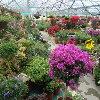 Plantes et fleurs diverses