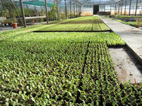 Plants de salades