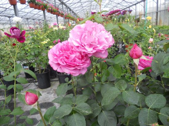 Rosiers buisson