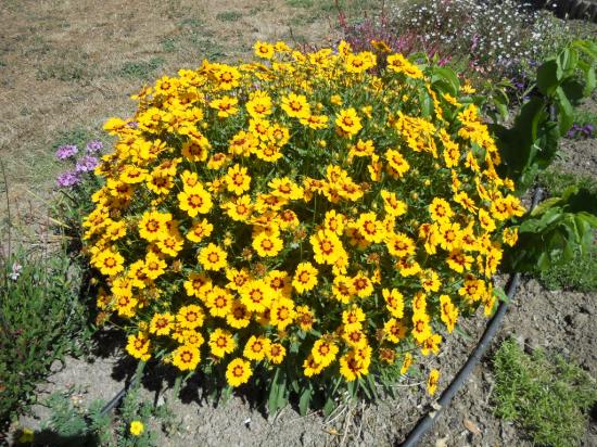 Coreopsis