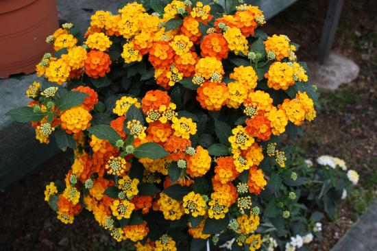Lantana