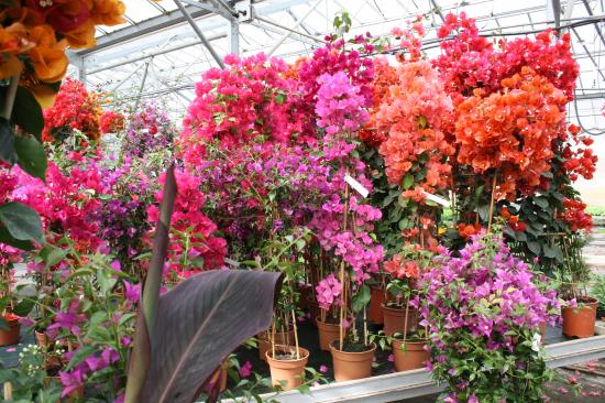 Bougainvillier