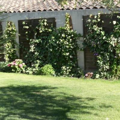 Plantes grimpantes sur facade