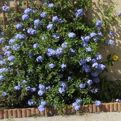 Plumbago