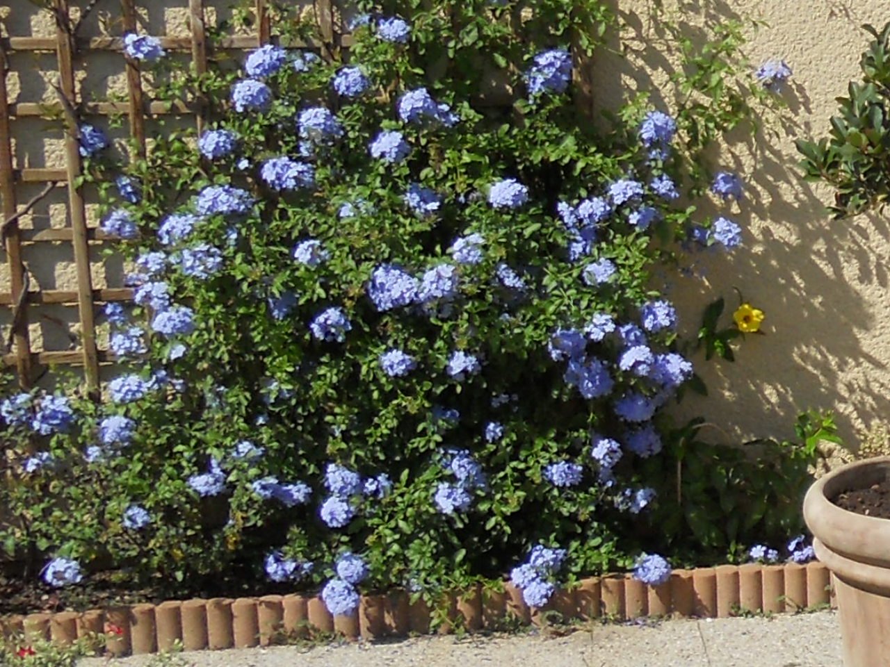 Plumbago
